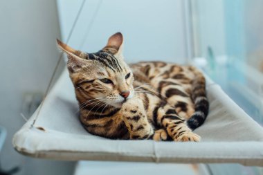 Sevimli küçük Bengal kedisi kedi pencerenin kenarına uzanmış pençesini yalıyor. Penceredeki kedi için güneşli koltuk.