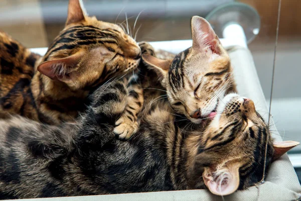 Três Gatinhos Bengala Bonitos Ouro Cor Carvão Que Colocam Cama — Fotografia de Stock