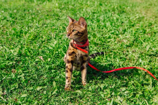 緑の芝生の上を歩く首に赤いバンダナでかわいい優しい子猫 猫の散歩とともに胸バンド屋外 — ストック写真
