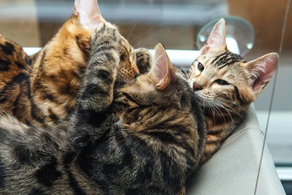 Três Gatinhos Bengala Bonitos Ouro Cor Carvão Que Colocam Cama — Fotografia de Stock