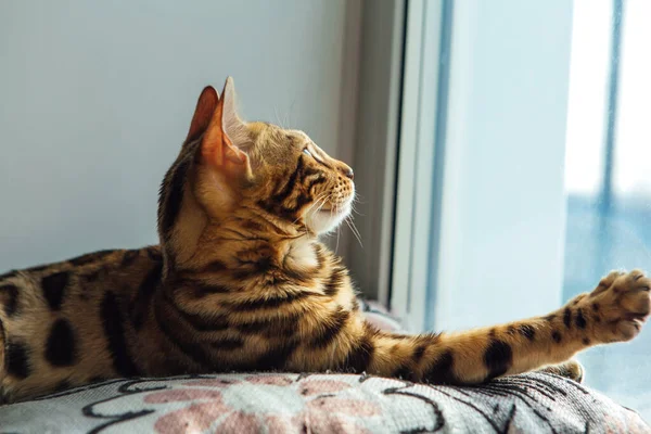 Sevimli altın bengal kedisi yastığa uzanmış ve dinleniyor..