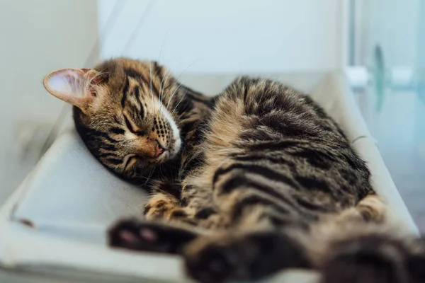 Gatinho Bengala Carvão Bonito Deitado Cama Janela Gato Assistindo Quarto — Fotografia de Stock