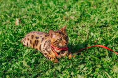 Boynunda kırmızı bandana olan şirin bir Bengal kedisi yeşil çimlerde yürüyor. Açık havada meme bandıyla yürüyen kedi.