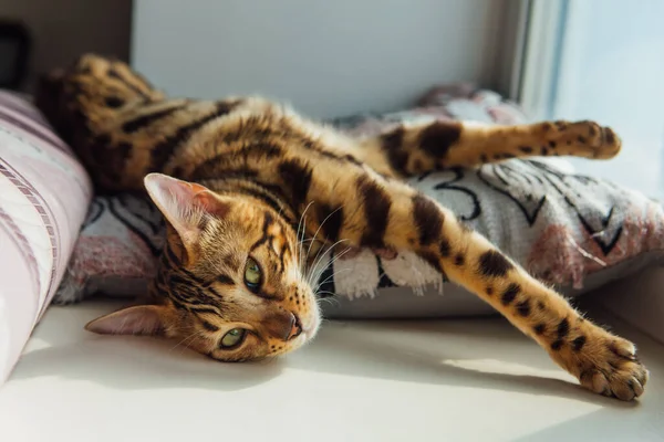 Cute Golden Bengal Kitty Cat Laying Windowsill Relaxing — Stock Photo, Image