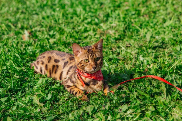 緑の芝生の上を歩く首に赤いバンダナでかわいい優しい子猫 猫の散歩とともに胸バンド屋外 — ストック写真