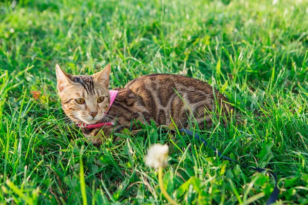 緑の芝生の上を歩く首にピンクのバンダナでかわいい優しい子猫 猫の散歩とともに胸バンド屋外 — ストック写真