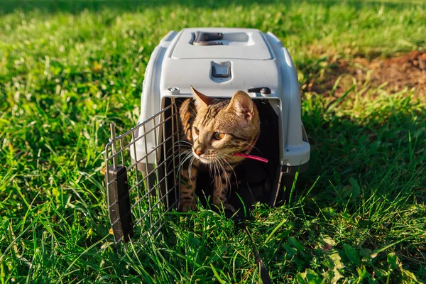 Lindo Gatito Bengala Pequeño Gato Sentado Dentro Del Portador Mascotas — Foto de Stock