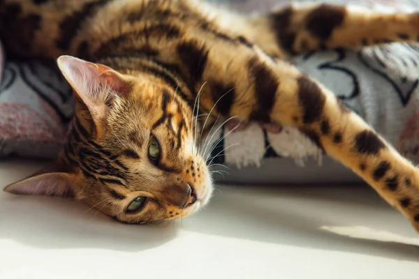 Söt Gyllene Bengal Kattunge Ligger Kudden Och Avkopplande — Stockfoto