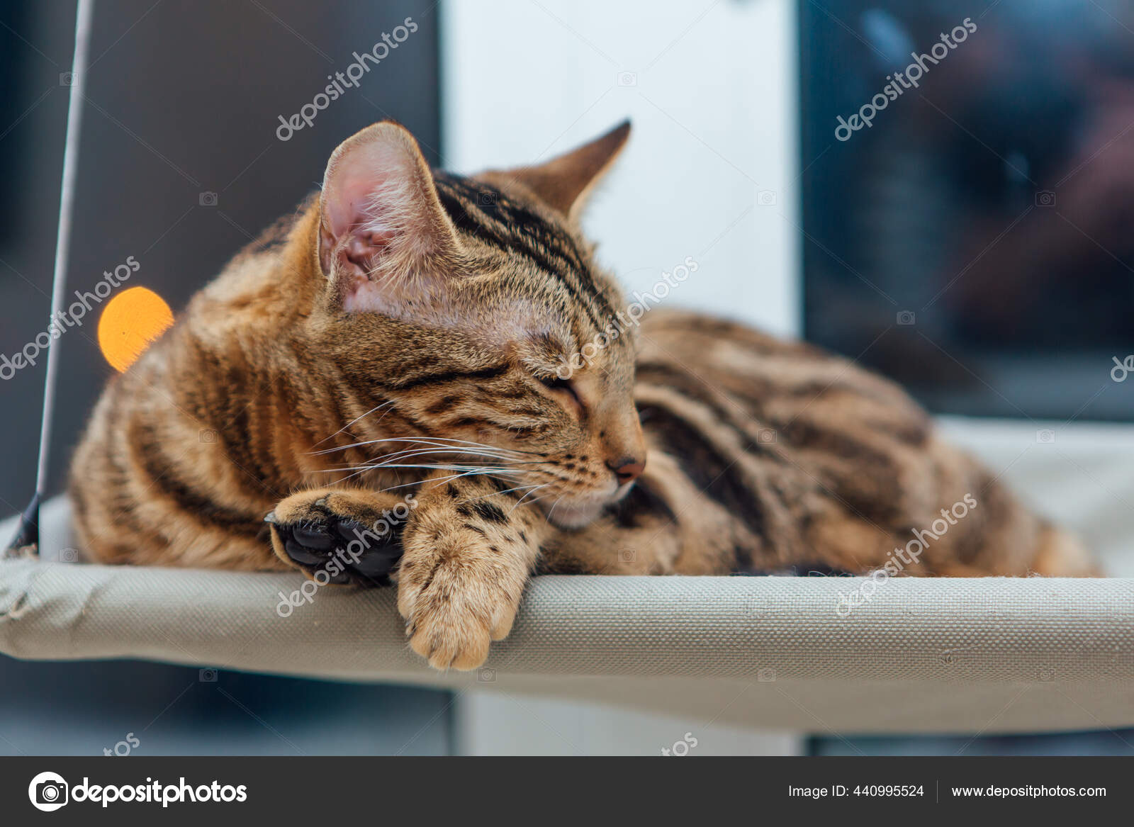 Chaton Mignon Petit Chat Bengale Couche Sur Lit Fenetre Chat Image Libre De Droit Par Smile19 C
