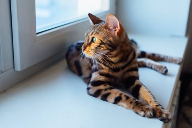 Bengal kedisi pencerenin kenarında uzanmış güneşin doğuşunu seyrediyor..