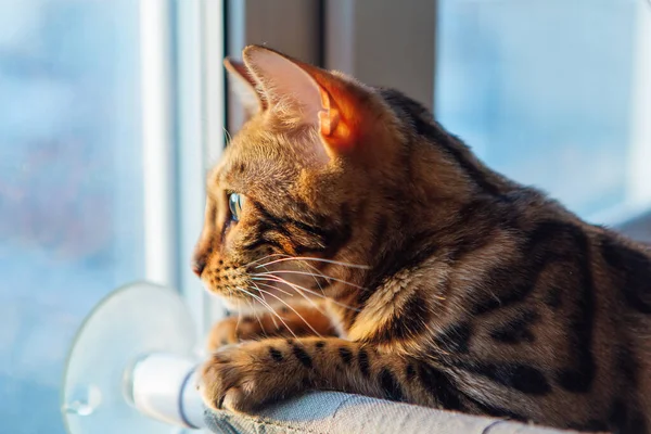 Sevimli küçük Bengal kedisi Kedilerin penceresinde uzanmış güneşin doğuşunu seyrediyor.