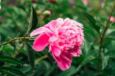 Yapraklarına yağmur damlaları damlayan parlak pembe bir şakayık.