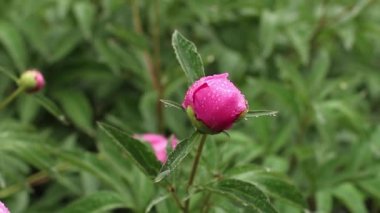 Parlak pembe bir şakayığın tomurcuğu yağmur damlaları yaprakların üzerine damlıyor