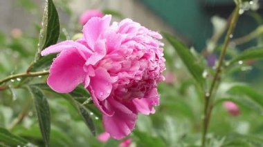 Yağmurda parlak pembe şakayık Yapraklara yağmur damlaları damlatıyor