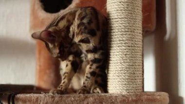 Bengal kedisi kedisi kedilerin rafında oturup kendini yalıyor ve yıkıyor..