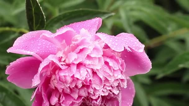 Яскраво-рожеве півонія під дощем з краплями дощу на пелюстках — стокове відео