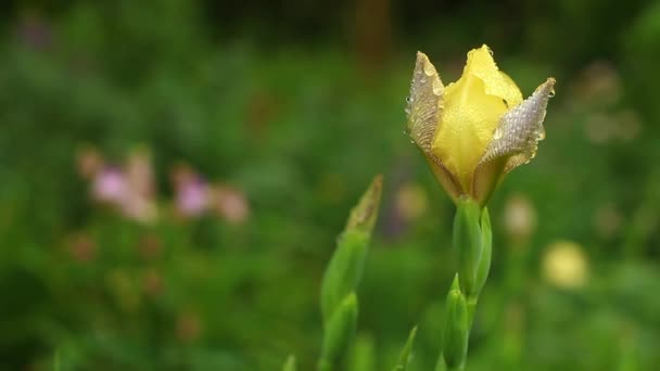 Indah iris kuning setelah hujan close-up. — Stok Video