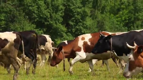 Krávy pasoucí se na zelené letní louce — Stock video