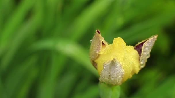 Beautiful yellow irises after the rain close-up. — Stock Video