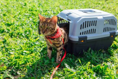 Sevimli küçük Bengal kedisi evcil hayvan taşıyıcısının içinde dışarıda yeşil çimlerin üzerinde ve güneşli bir yaz gününde oturuyor.