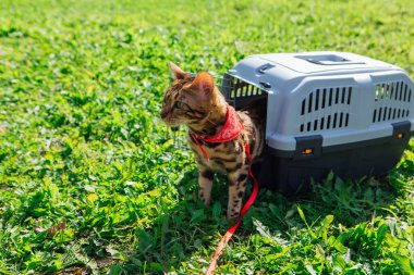 Sevimli küçük Bengal kedisi evcil hayvan taşıyıcısının içinde dışarıda yeşil çimlerin üzerinde ve güneşli bir yaz gününde oturuyor.