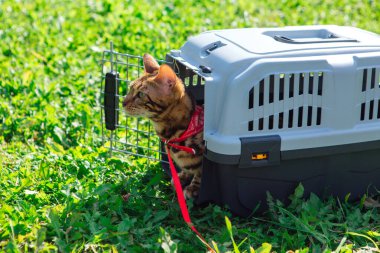 Sevimli küçük Bengal kedisi evcil hayvan taşıyıcısının içinde dışarıda yeşil çimlerin üzerinde ve güneşli bir yaz gününde oturuyor.