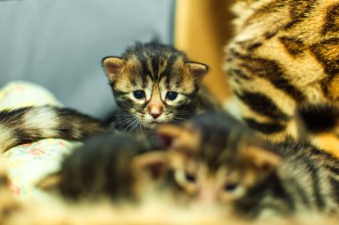 Bengal 'in yeni doğmuş yavrularının yakından çekilmiş yüzü. Anneleri tertipli.