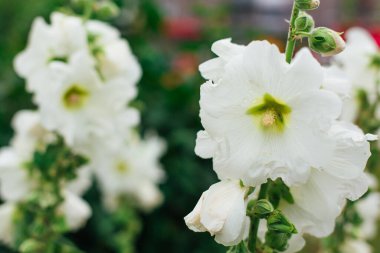 Bahçedeki yaprakların üzerinde çiy damlaları olan beyaz yaban gülü çiçekleri.