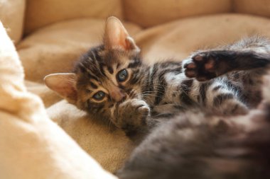 Yakın plan Bengal kömür kedisi yastığa uzanmış ve pençesini yalıyor.