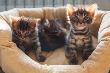 Yakın çekim Bengal kömür kedicikleri yastığın üzerinde yatıyor.