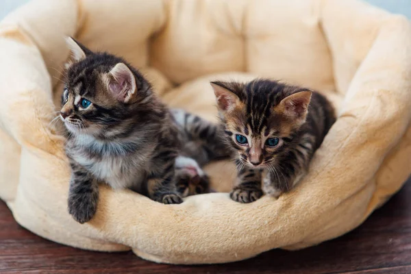 Yakın çekim Bengal kömür kedicikleri yastığın üzerinde yatıyor.