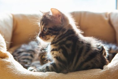 Bengal 'in yakın plan yüzü bir aylık kedi yavrusu yastığın üzerinde yatıyor.