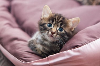 Bengal 'in yakın plan yüzü bir aylık kedi yavrusu yastığın üzerinde yatıyor.