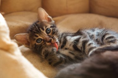 Bengal 'in yakın plan yüzü bir aylık kedi yavrusu yastığa uzanmış ve pençesini yalıyor.