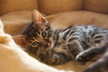 Bengal 'in yakın plan yüzü bir aylık kedi yavrusu yastığa uzanmış ve pençesini yalıyor.