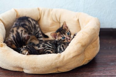 Bengal 'in yakın plan yüzü. Yastığın üzerinde yatan bir aylık yavru kediler.