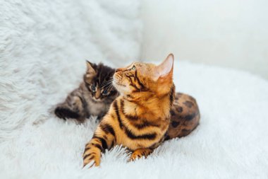 Sevimli altın bengal anne-kedi beyaz hiddetli battaniyesinde küçük kedisiyle yatıyor..