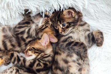 Kürklü beyaz bir battaniyeye uzanmış üç sevimli koyu gri kömür uzun saçlı bengal kedisi..