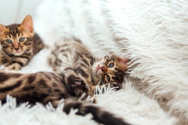 Kürklü beyaz bir battaniyenin üzerinde üç sevimli bir aylık kedi yavrusu..