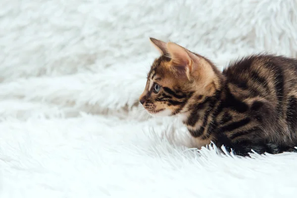 Leuke Donkergrijze Houtskool Kortharige Bengaalse Kitten Een Harige Witte Deken — Stockfoto