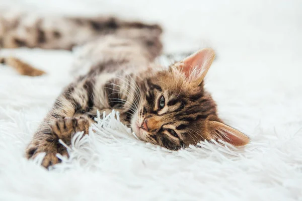 Cute Cinza Escuro Carvão Pêlo Curto Bengala Gatinho Cobertor Branco — Fotografia de Stock