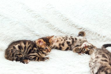 Kürklü beyaz bir battaniyenin üzerinde üç sevimli bir aylık kedi yavrusu..