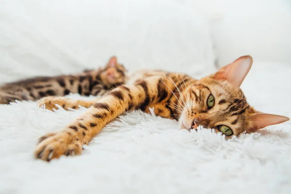 Förtjusande Guld Bengal Moder Katt Matar Hennes Liten Kattungarna Med — Stockfoto