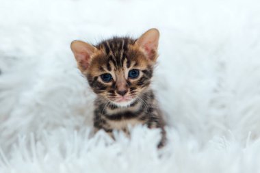 Kürklü beyaz bir battaniyenin üzerinde sevimli koyu gri kömür kısa saçlı bengal kedi yavrusu..
