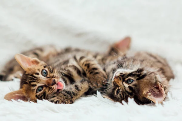 Dois Bonitos Gatinhos Mês Idade Jogando Lutando Cobertor Branco Peludo — Fotografia de Stock