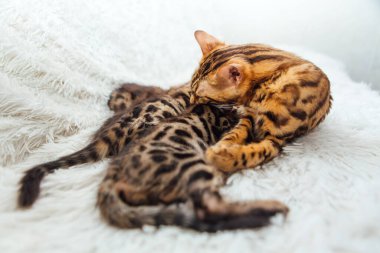 Sevimli altın bengal anne-kedi yavrularını göğüsleriyle besliyor ve onlardan birine sarılıyor..