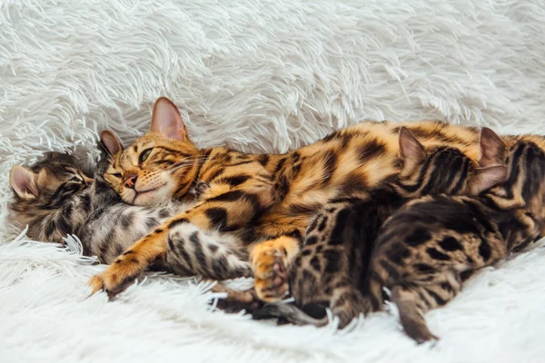 Adorabile Madre Gatto Bengala Dorata Nutre Suoi Piccoli Gattini Con — Foto Stock