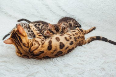 Sevimli altın bengal anne-kedi yavrularını göğüsleriyle besliyor ve onlardan birine sarılıyor..