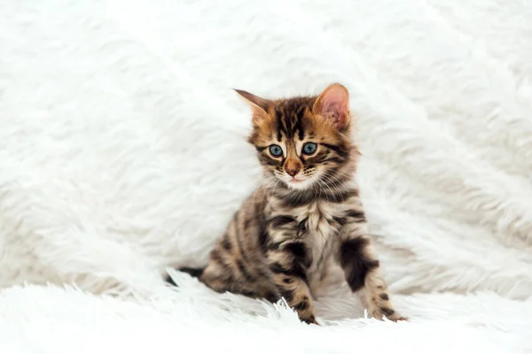 Cute Dark Grey Charcoal Short Haired Bengal Kitten Furry White — Stock Photo, Image