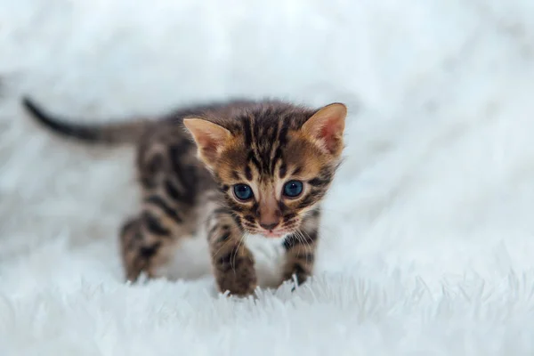 在毛茸茸的白色毛毯上可爱的深灰色木炭短发蓬松的小猫 — 图库照片
